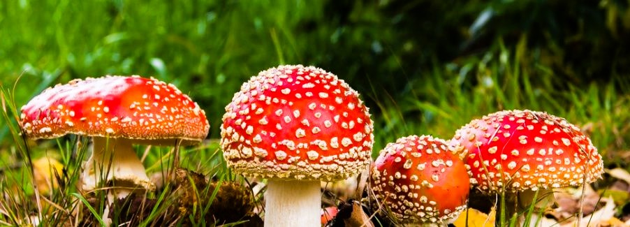 Микродозинг мухомор